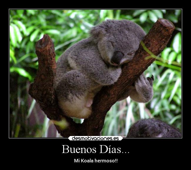 Buenos Días... - Mi Koala hermoso!!