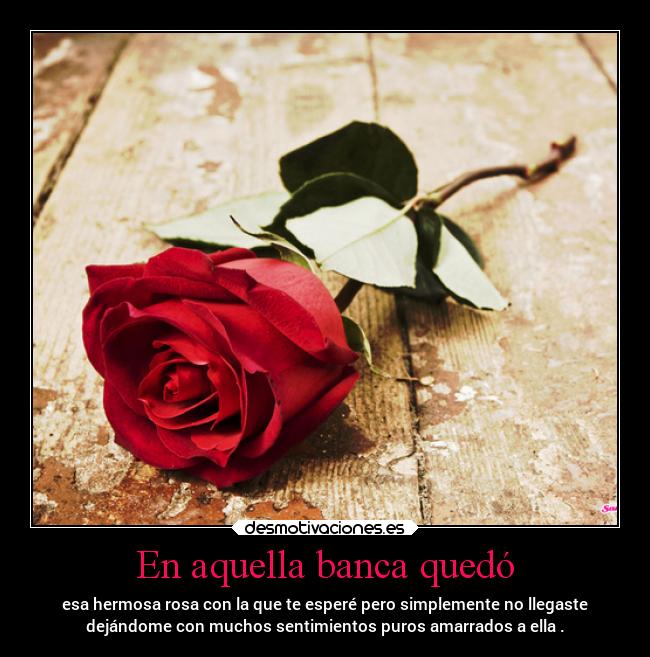 En aquella banca quedó - esa hermosa rosa con la que te esperé pero simplemente no llegaste
dejándome con muchos sentimientos puros amarrados a ella .