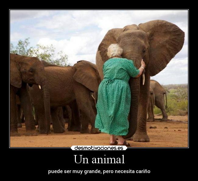 Un animal -