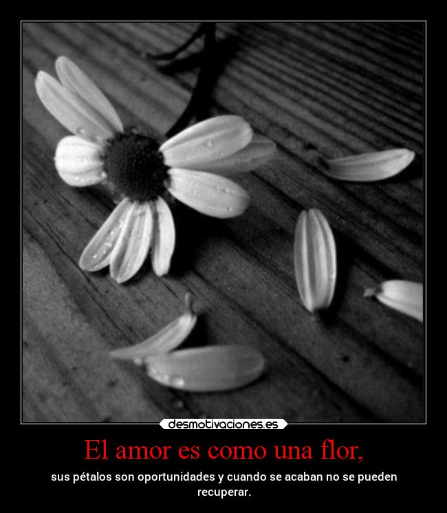 El amor es como una flor, - 
