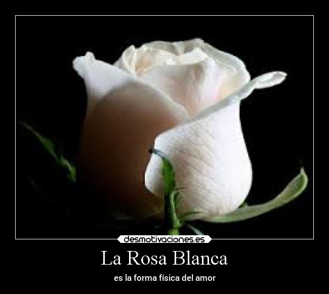 La Rosa Blanca - es la forma física del amor