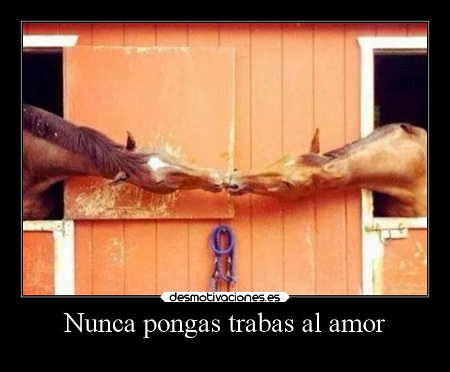 Nunca pongas trabas al amor - 