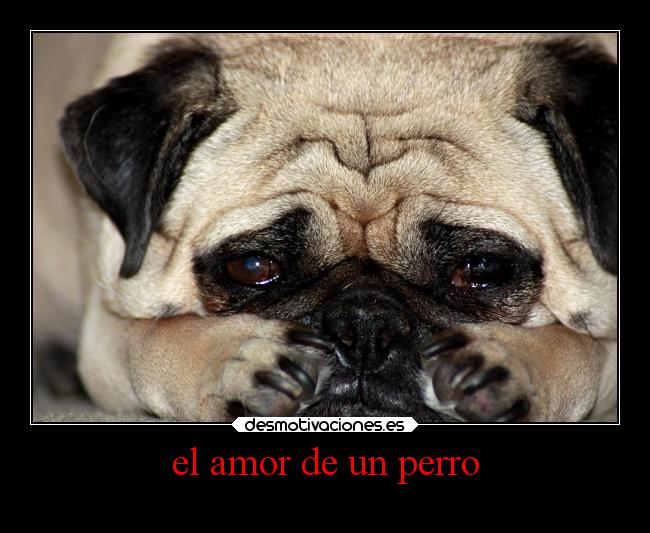 carteles amor amor desmotivaciones