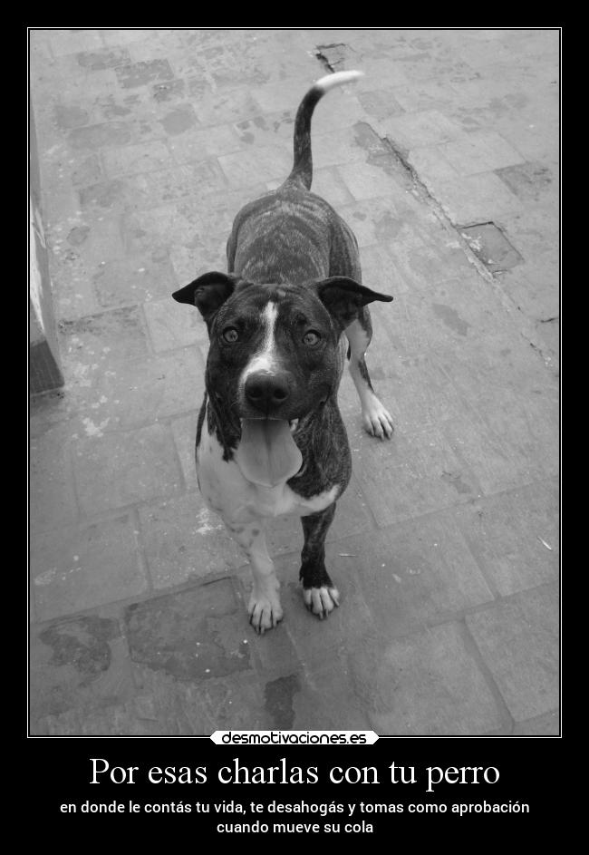 Por esas charlas con tu perro - 