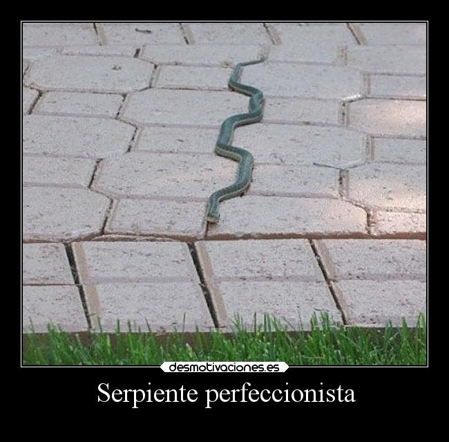 Serpiente perfeccionista - 