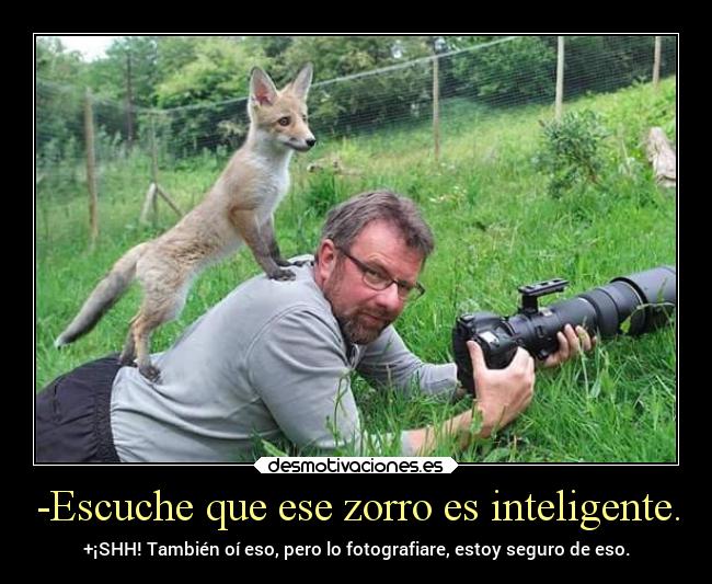 carteles caracter zorro animal inteligente divertido foto fotografia desmotivaciones