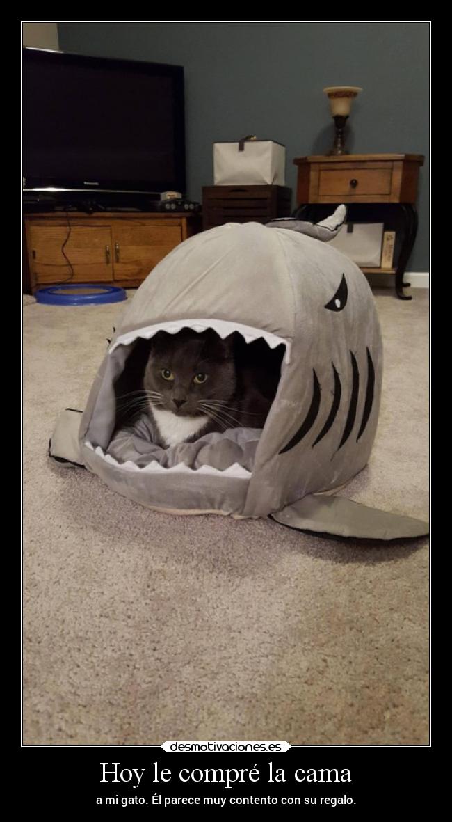 Hoy le compré la cama -
