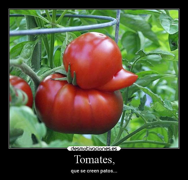 Tomates, -