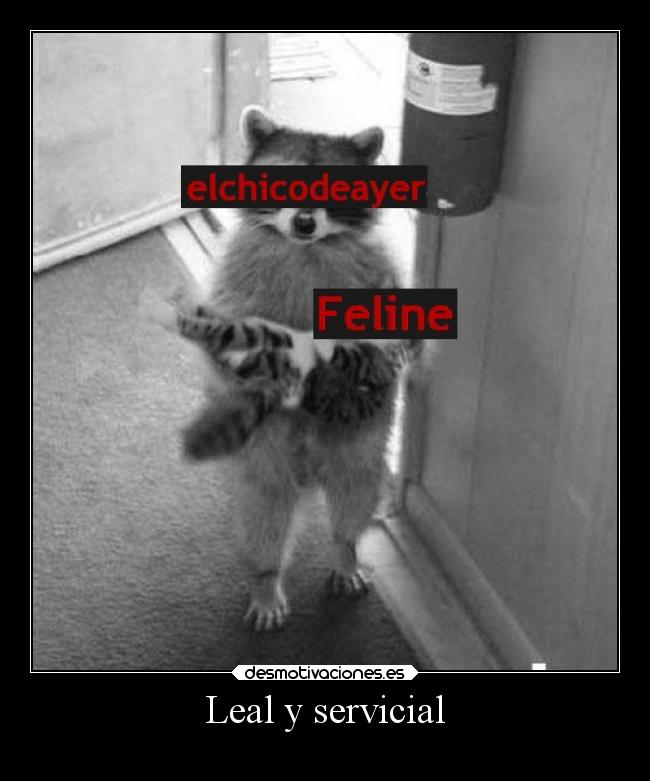 carteles familia raccoon elchicodeayer feline familiaperversa desmotivaciones