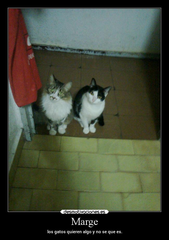 Marge - los gatos quieren algo y no se que es.