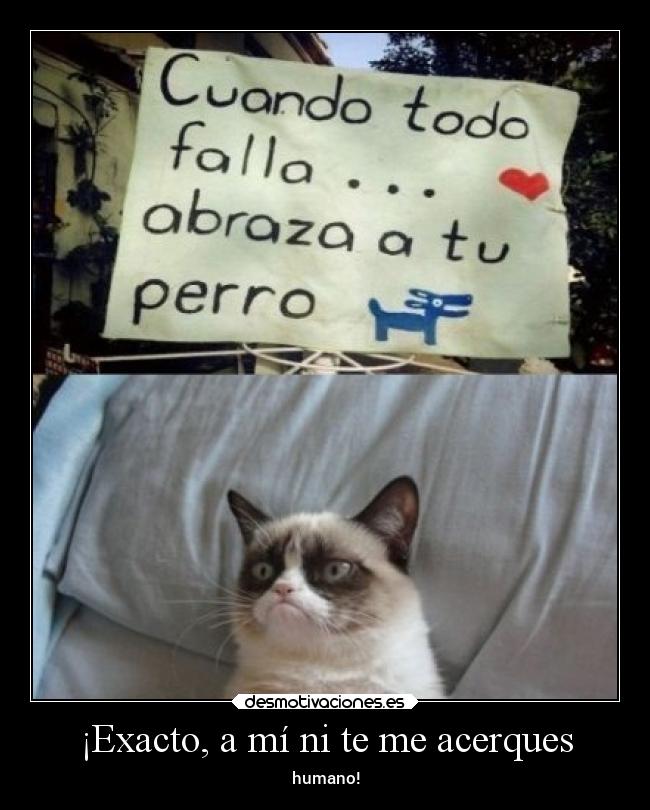 carteles gatos humor andrew thesmokingpoet desmotivaciones