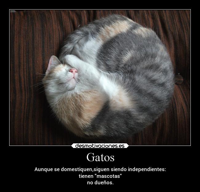 Gatos -
