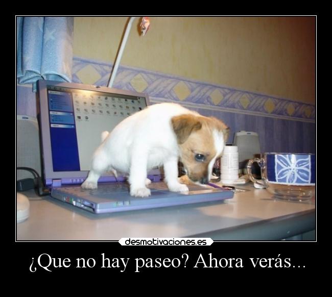 ¿Que no hay paseo? Ahora verás... - 