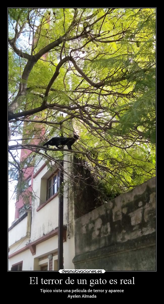 El terror de un gato es real - Tipico viste una pelicula de terror y aparece
Ayelen Almada