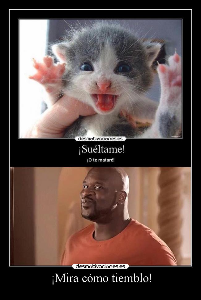 carteles humor gato shaquille temblar burla elpatodelapiovendehierba desmotivaciones