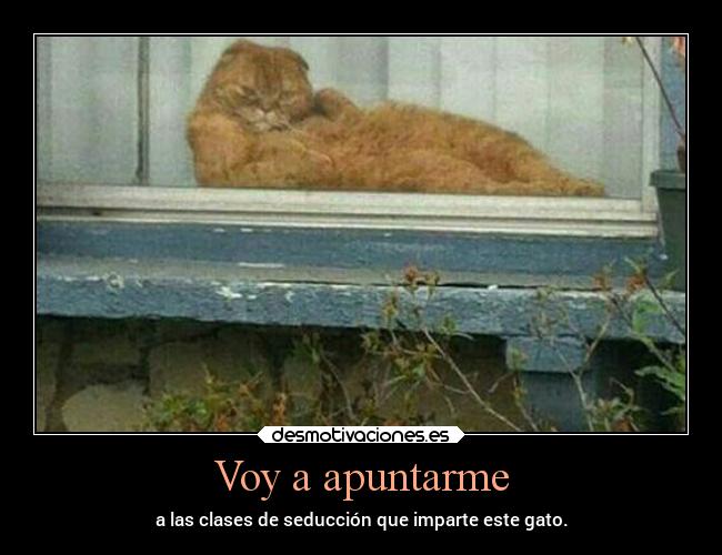 Voy a apuntarme - a las clases de seducción que imparte este gato.