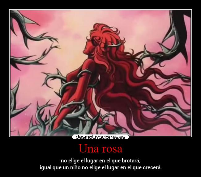Una rosa -