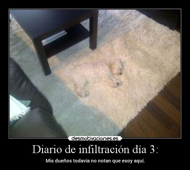 carteles locura imaginacion ideas graciosas felicidad chiste animales amistad perro infiltrado delolvido desmotivaciones