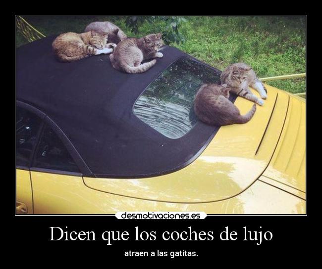 Dicen que los coches de lujo - atraen a las gatitas.