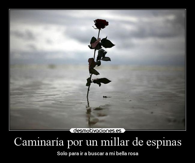 Caminaría por un millar de espinas - Solo para ir a buscar a mi bella rosa