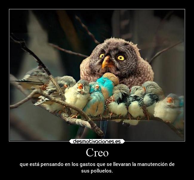 carteles padre animales buhofeo polluelos adoptados jaja thinkwisely sevenxd echd alinyito desmotivaciones