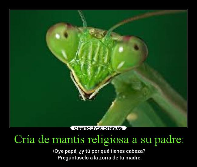 Cría de mantis religiosa a su padre: - +Oye papá, ¿y tú por qué tienes cabeza?
-Pregúntaselo a la zorra de tu madre.