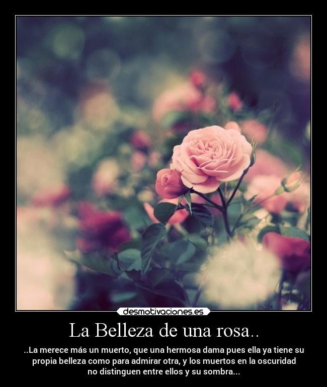 La Belleza de una rosa.. - ..La merece más un muerto, que una hermosa dama pues ella ya tiene su
propia belleza como para admirar otra, y los muertos en la oscuridad
no distinguen entre ellos y su sombra...