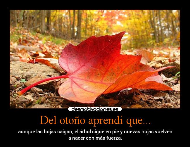 carteles pensamientos hojas otono arbol desmotivaciones