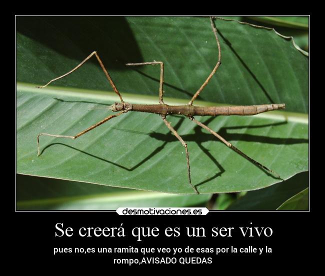 Se creerá que es un ser vivo - pues no,es una ramita que veo yo de esas por la calle y la
rompo,AVISADO QUEDAS