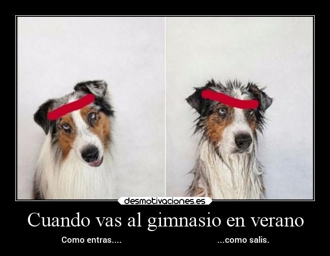 carteles verano tristeza dolor humor animales laurasimpson11 perro verdad desmotivaciones