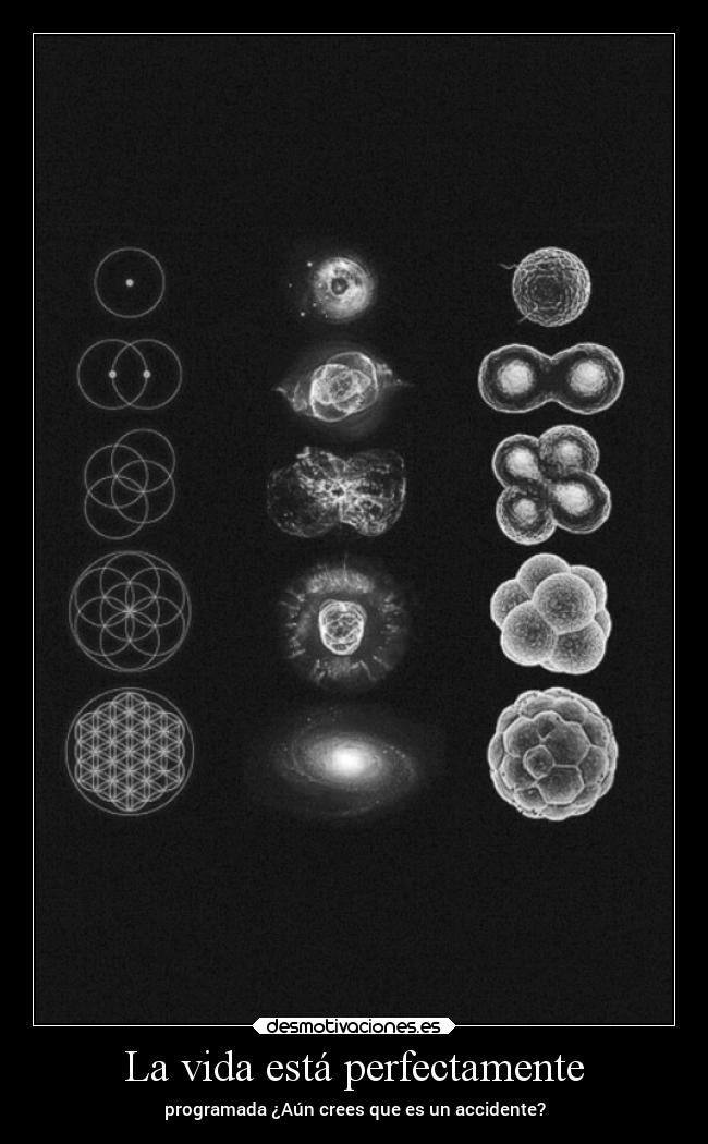 La vida está perfectamente - programada ¿Aún crees que es un accidente?