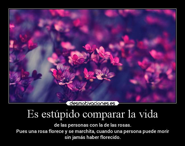 Es estúpido comparar la vida -