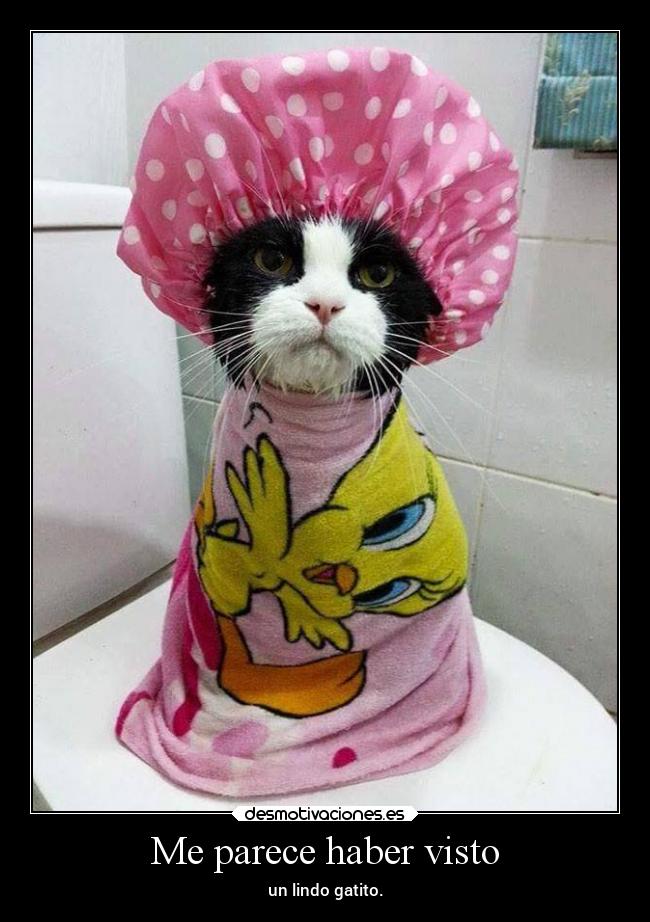 Me parece haber visto -