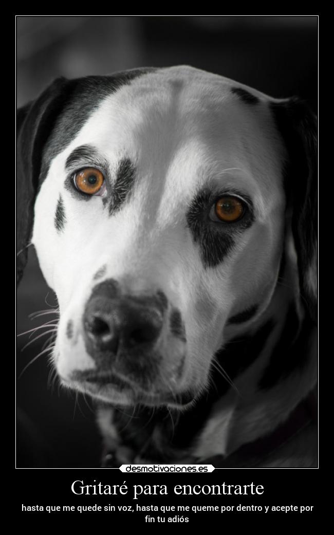 Gritaré para encontrarte -