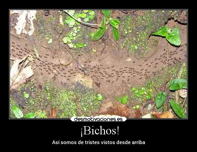 ¡Bichos! - Así somos de tristes vistos desde arriba