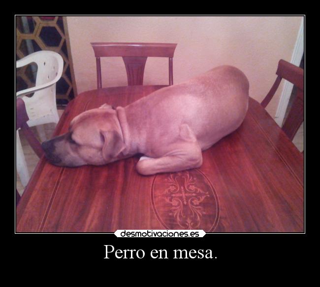 carteles amigos mesa sabiduria seamus desmotivaciones