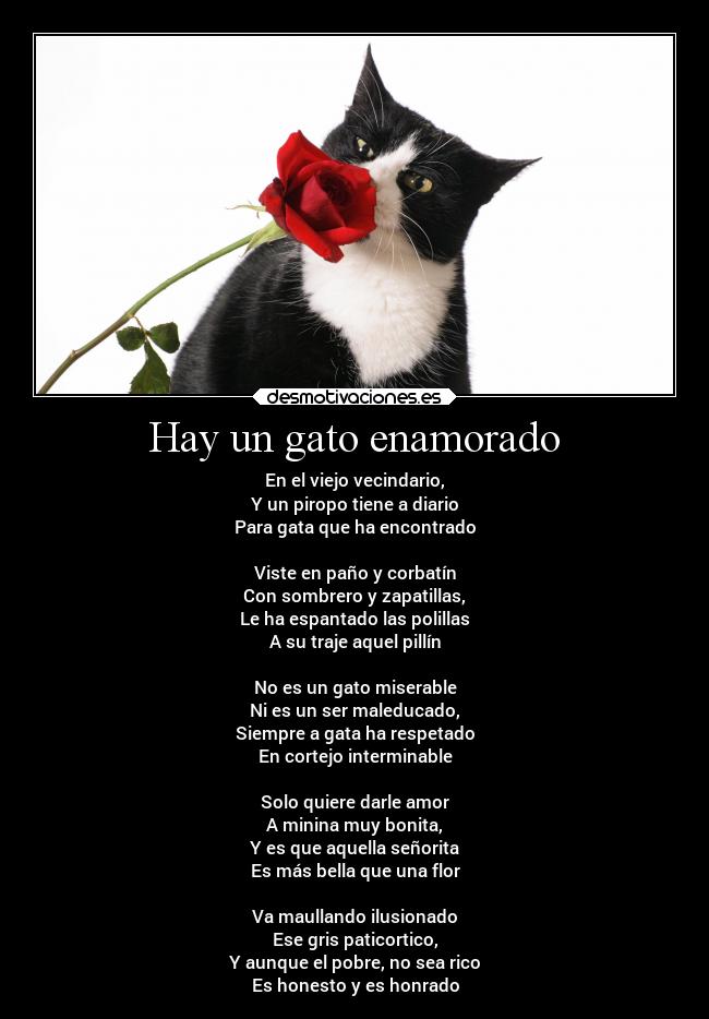 Hay un gato enamorado - En el viejo vecindario,
Y un piropo tiene a diario
Para gata que ha encontrado
 
Viste en paño y corbatín
Con sombrero y zapatillas,
Le ha espantado las polillas
A su traje aquel pillín
 
No es un gato miserable
Ni es un ser maleducado,
Siempre a gata ha respetado
En cortejo interminable
 
Solo quiere darle amor
A minina muy bonita,
Y es que aquella señorita
Es más bella que una flor
 
Va maullando ilusionado
Ese gris paticortico,
Y aunque el pobre, no sea rico
Es honesto y es honrado