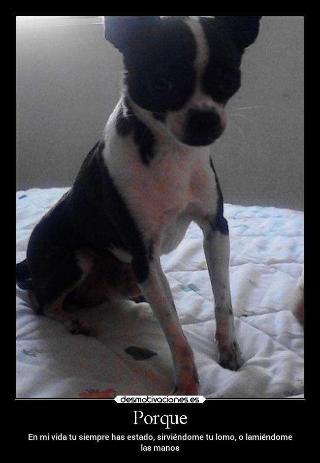 Porque - En mi vida tu siempre has estado, sirviéndome tu lomo, o lamiéndome
las manos