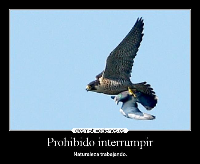 Prohibido interrumpir -