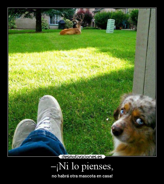 –¡Ni lo pienses, - no habrá otra mascota en casa!