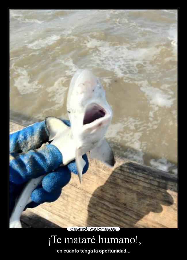 ¡Te mataré humano!, -