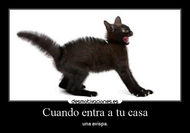 carteles casa gatos que asustan gente tambien desmotivaciones