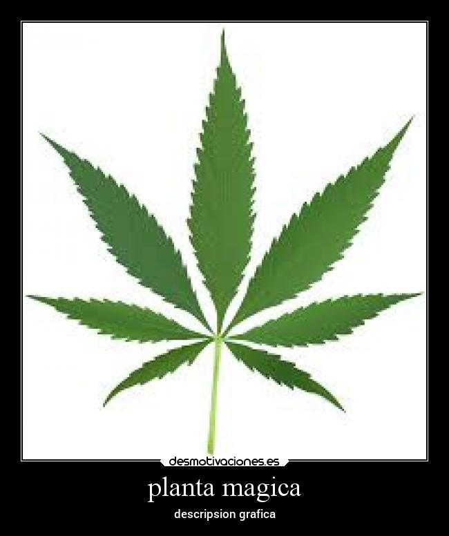 planta magica - descripsion grafica