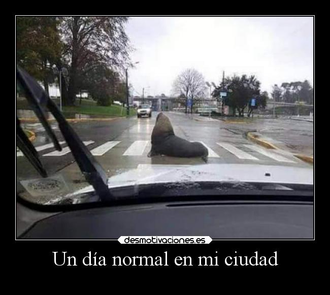 Un día normal en mi ciudad - 