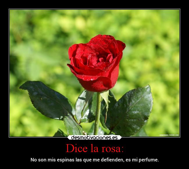 Dice la rosa: - No son mis espinas las que me defienden, es mi perfume.
