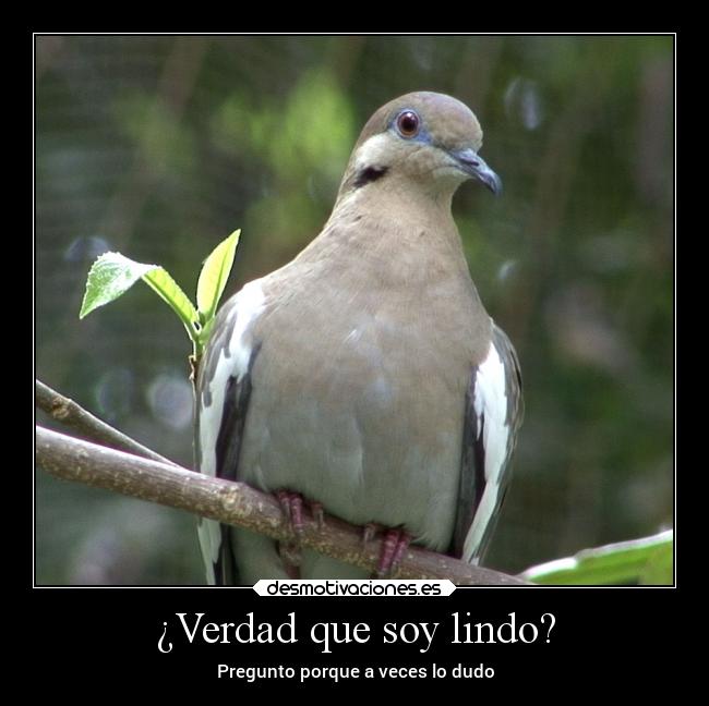 ¿Verdad que soy lindo? - 