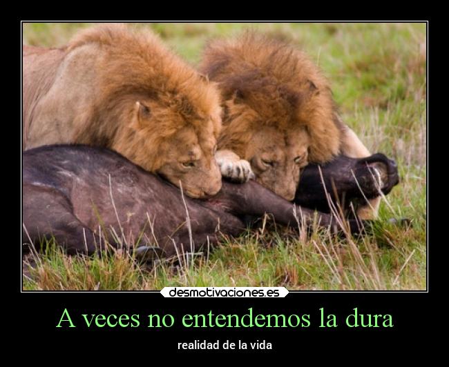 A veces no entendemos la dura - realidad de la vida