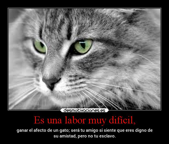 Es una labor muy difícil, - ganar el afecto de un gato; será tu amigo si siente que eres digno de
su amistad, pero no tu esclavo.
