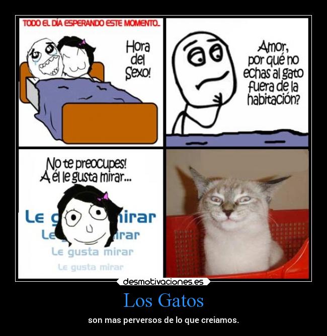 Los Gatos - 