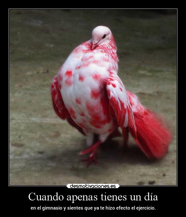 Cuando apenas tienes un día - en el gimnasio y sientes que ya te hizo efecto el ejercicio.